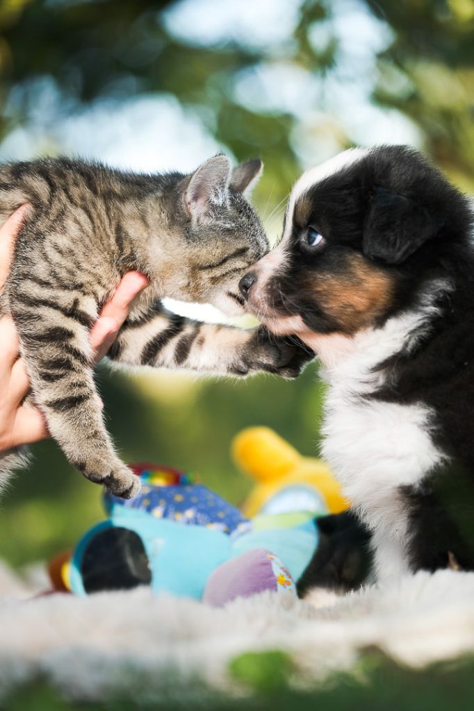 chiot Berger Australien Du Tipi Farfelu