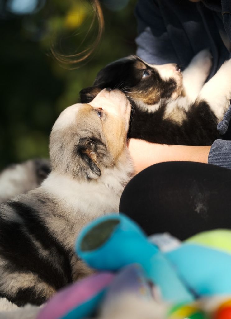 chiot Berger Australien Du Tipi Farfelu