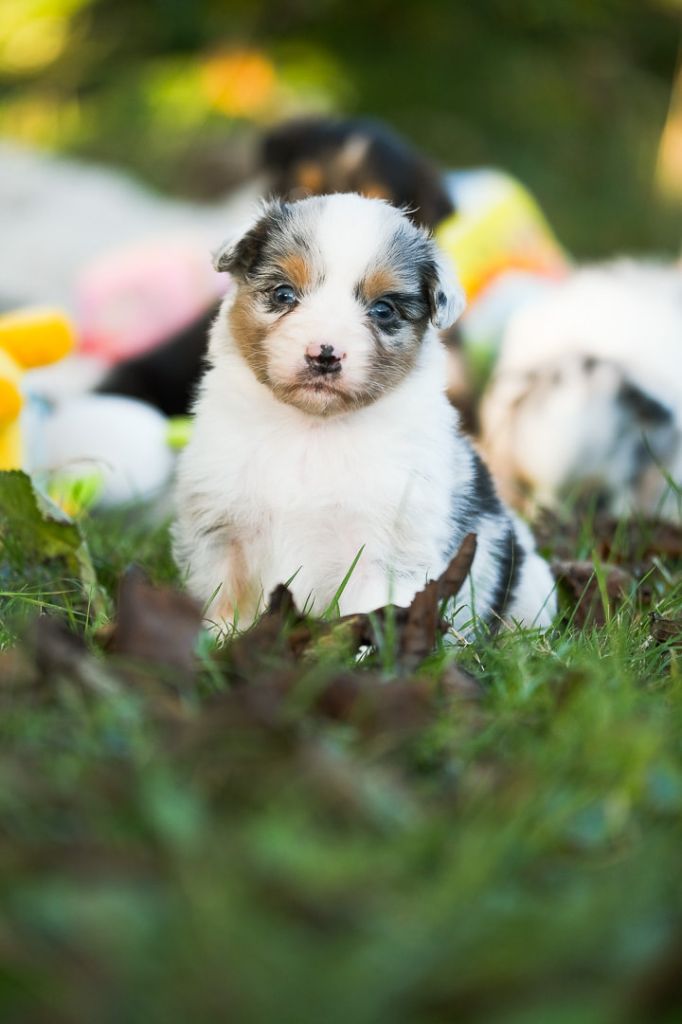 Du Tipi Farfelu - Chiot disponible  - Berger Australien