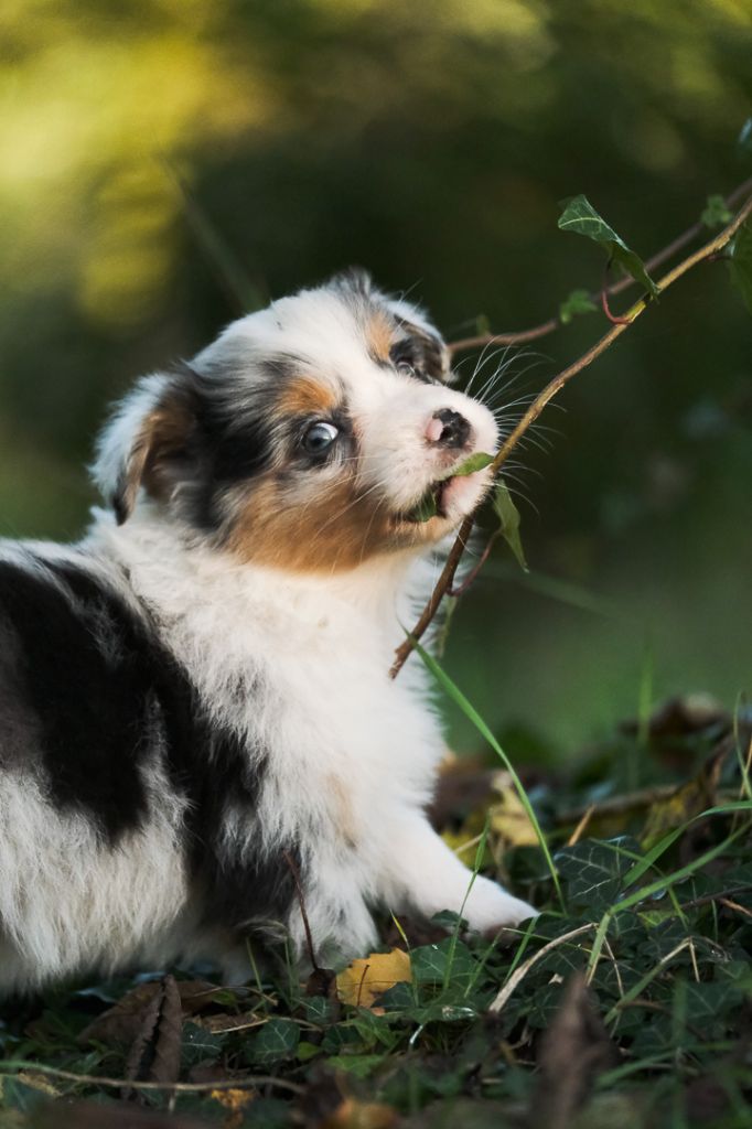 Du Tipi Farfelu - Chiot disponible  - Berger Australien