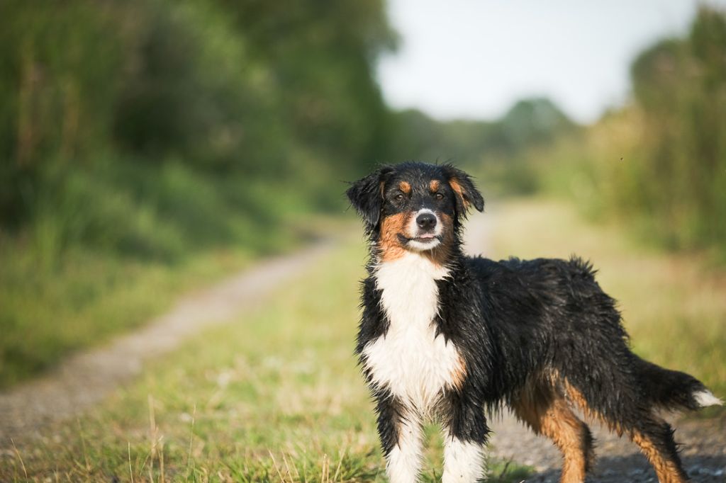 chiot Berger Australien Du Tipi Farfelu