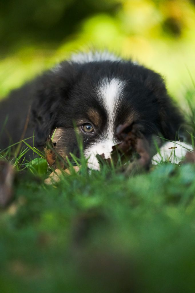 Du Tipi Farfelu - Chiot disponible  - Berger Australien