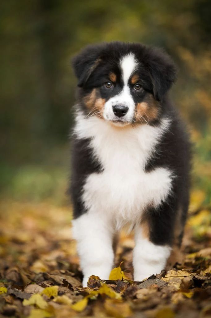 chiot Berger Australien Du Tipi Farfelu