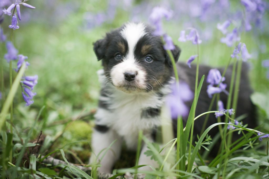 chiot Berger Australien Du Tipi Farfelu