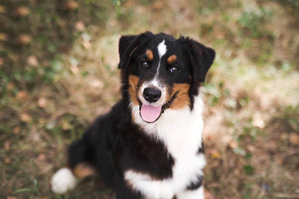 chiot Berger Australien Du Tipi Farfelu