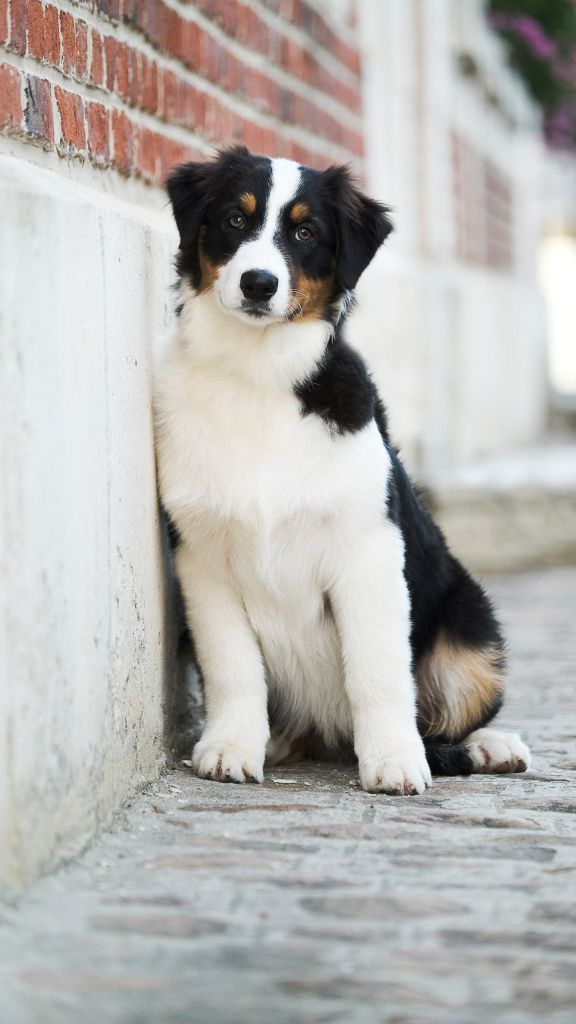 chiot Berger Australien Du Tipi Farfelu