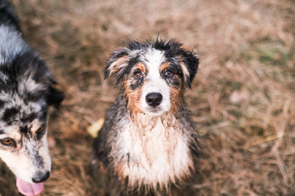 chiot Berger Australien Du Tipi Farfelu