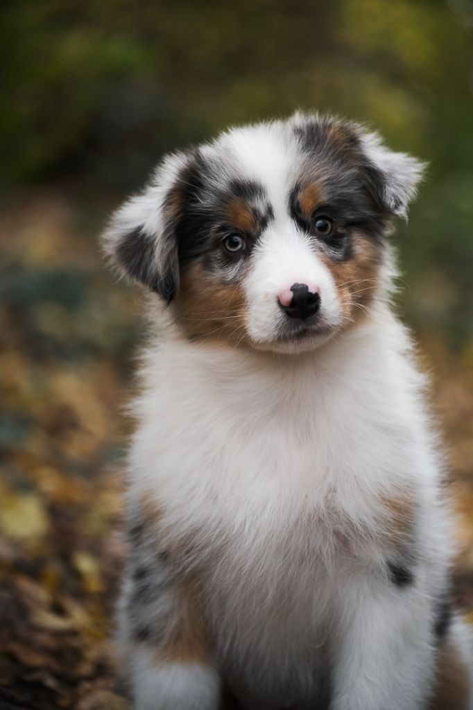 chiot Berger Australien Du Tipi Farfelu