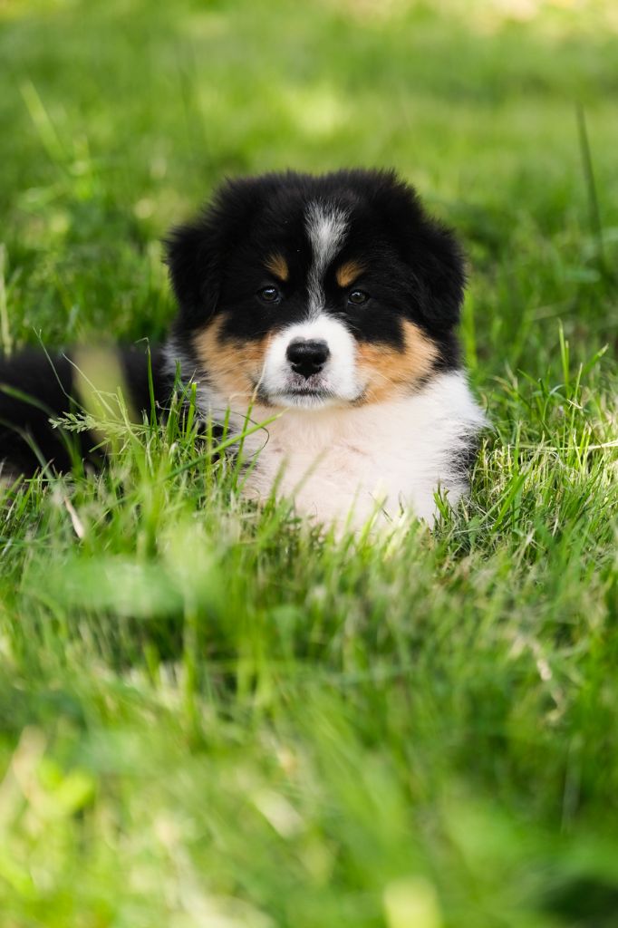 Du Tipi Farfelu - Chiots disponibles - Berger Australien