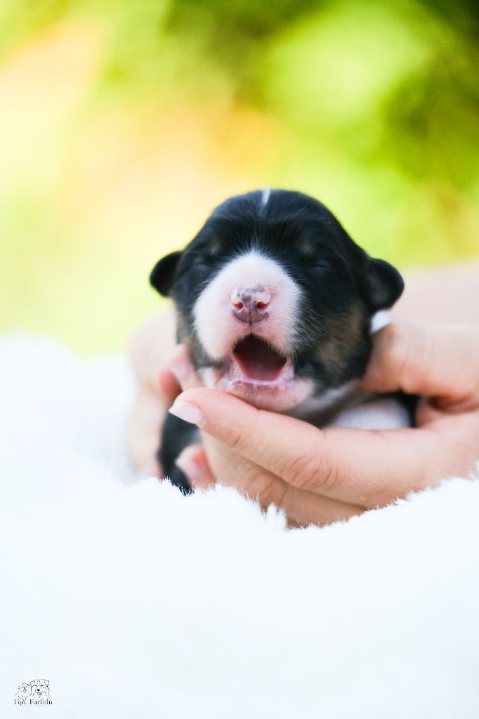 Du Tipi Farfelu - Chiots disponibles - Berger Australien
