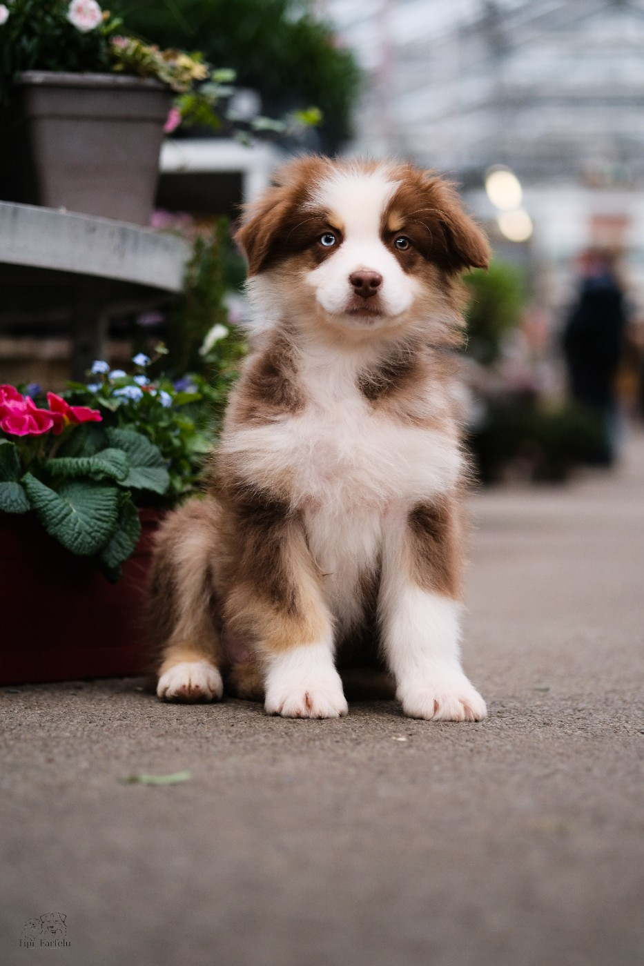 Du Tipi Farfelu - Chiots disponibles - Berger Australien