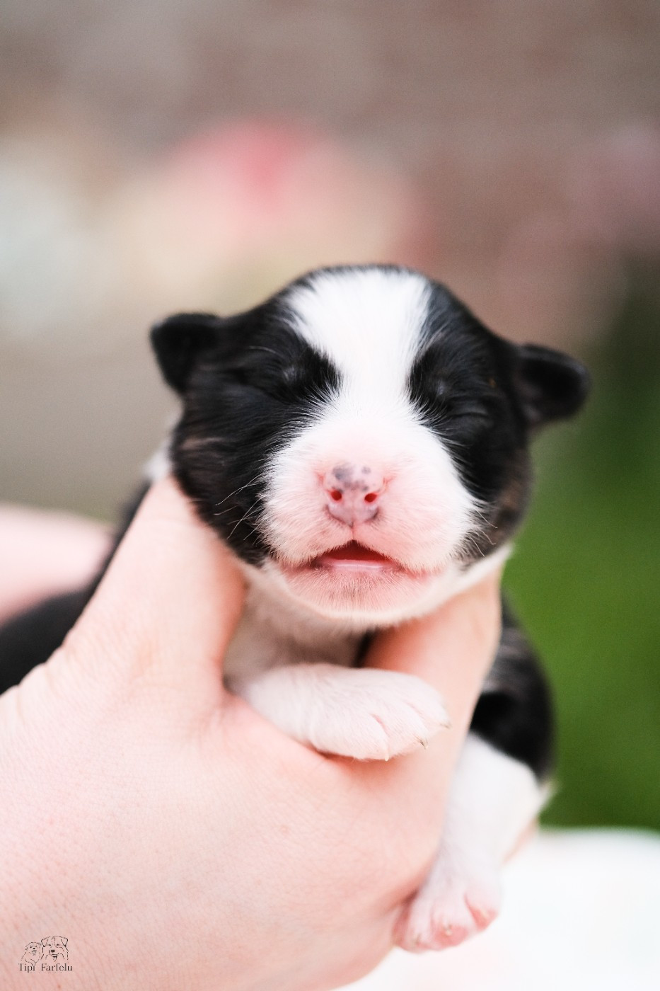 Du Tipi Farfelu - Chiots disponibles - Berger Australien