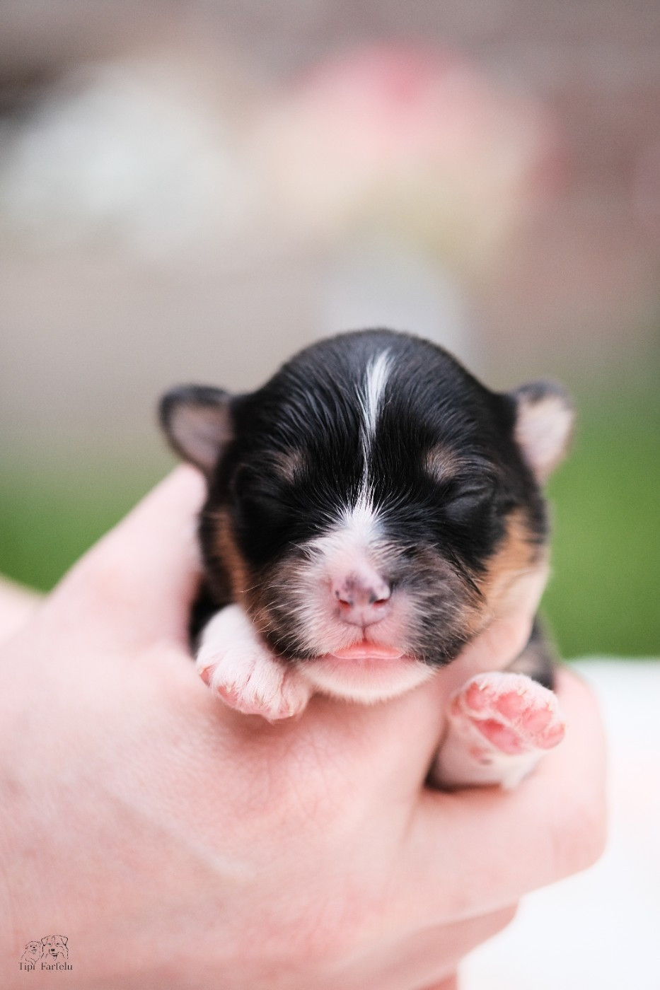 Du Tipi Farfelu - Chiots disponibles - Berger Australien