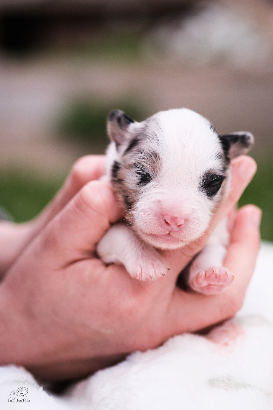 Du Tipi Farfelu - Chiots disponibles - Berger Australien