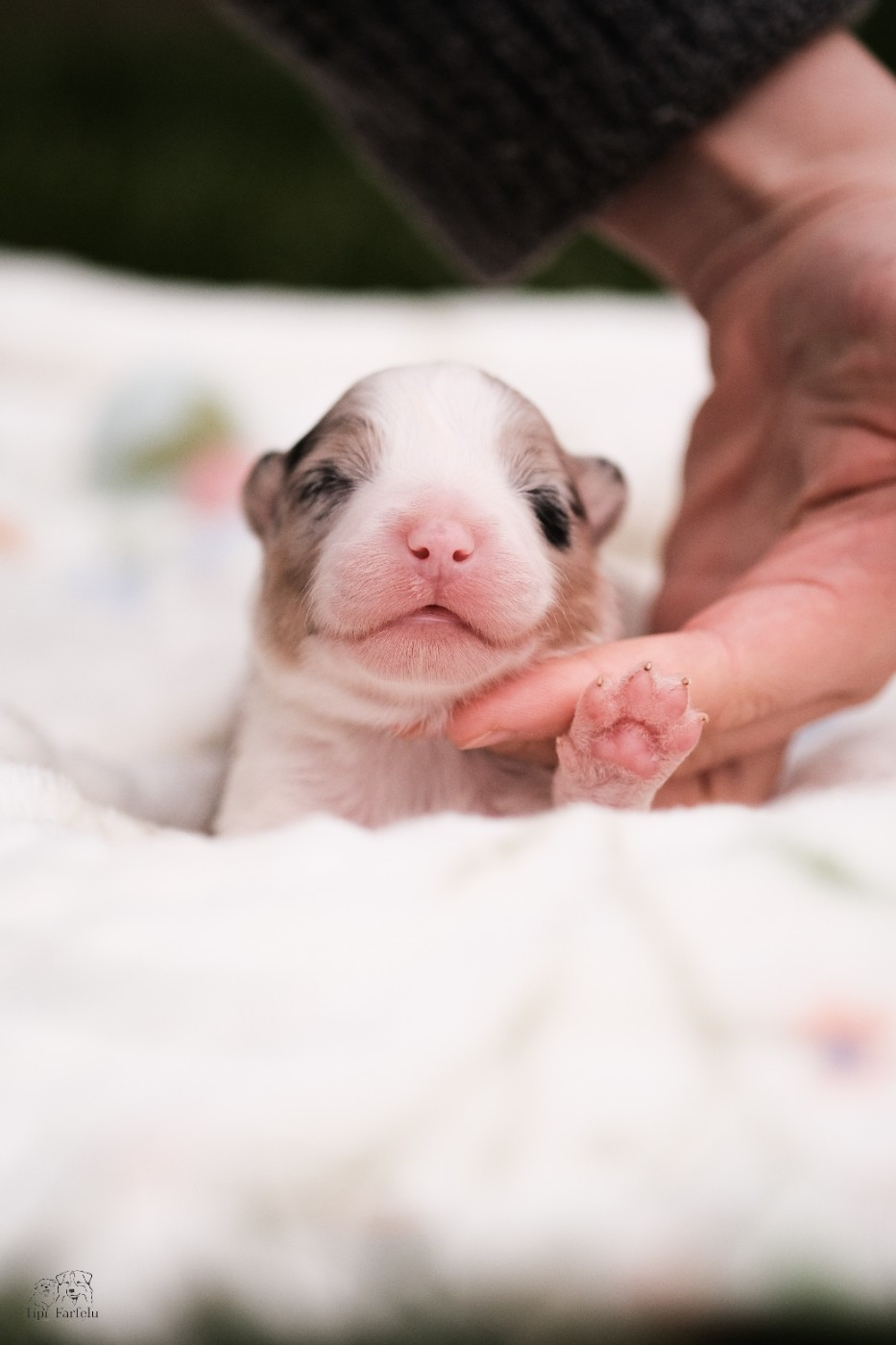 Du Tipi Farfelu - Chiots disponibles - Berger Australien