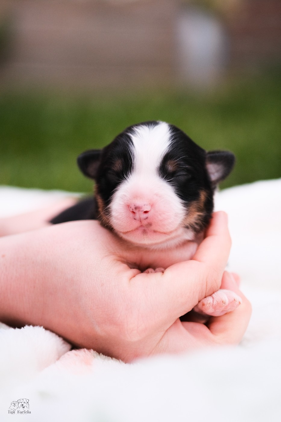 Du Tipi Farfelu - Chiots disponibles - Berger Australien