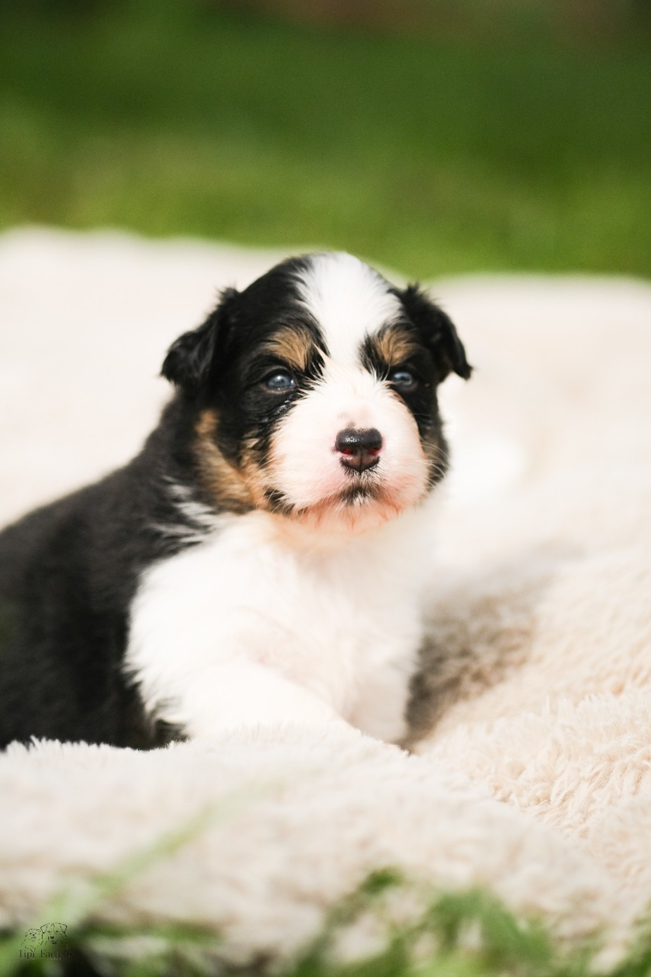 Chiot Berger Australien Du Tipi Farfelu
