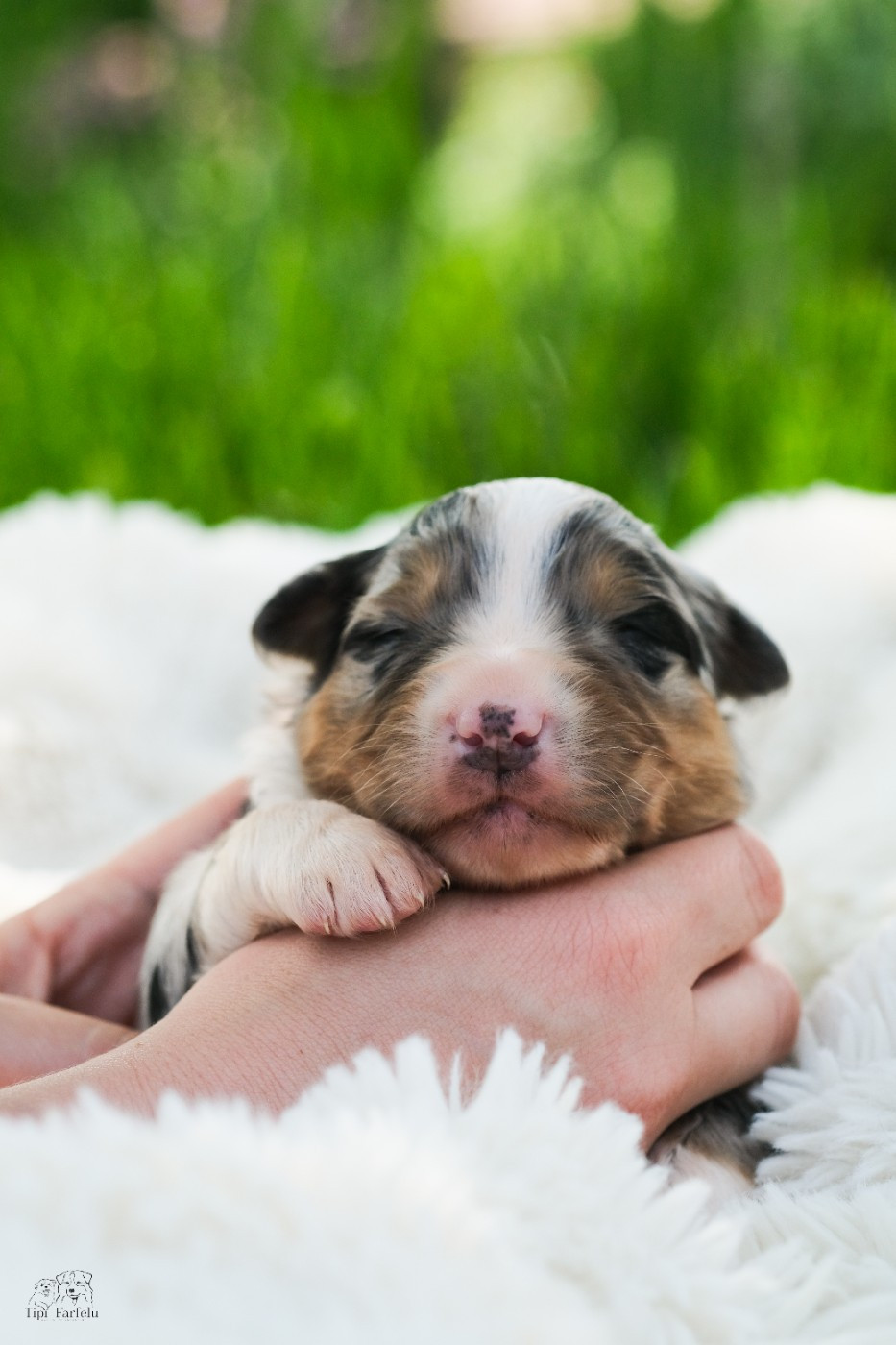 Du Tipi Farfelu - Chiots disponibles - Berger Australien