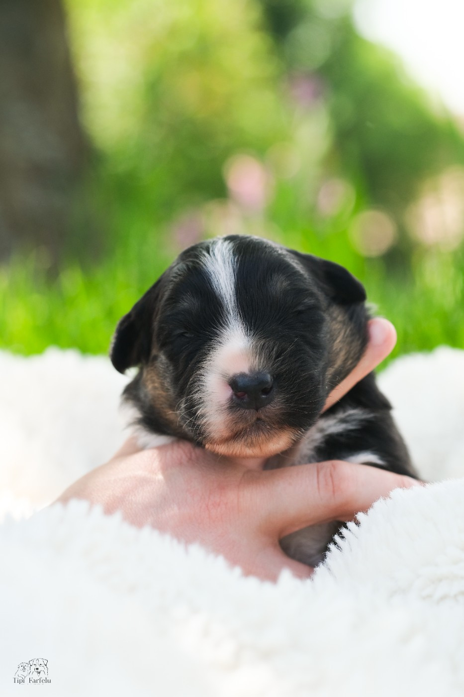 Du Tipi Farfelu - Chiots disponibles - Berger Australien