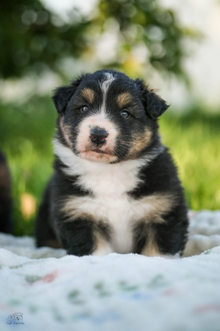 Du Tipi Farfelu - Chiots disponibles - Berger Australien
