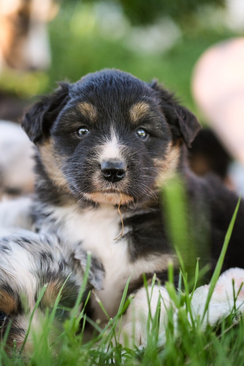 Du Tipi Farfelu - Chiots disponibles - Berger Australien