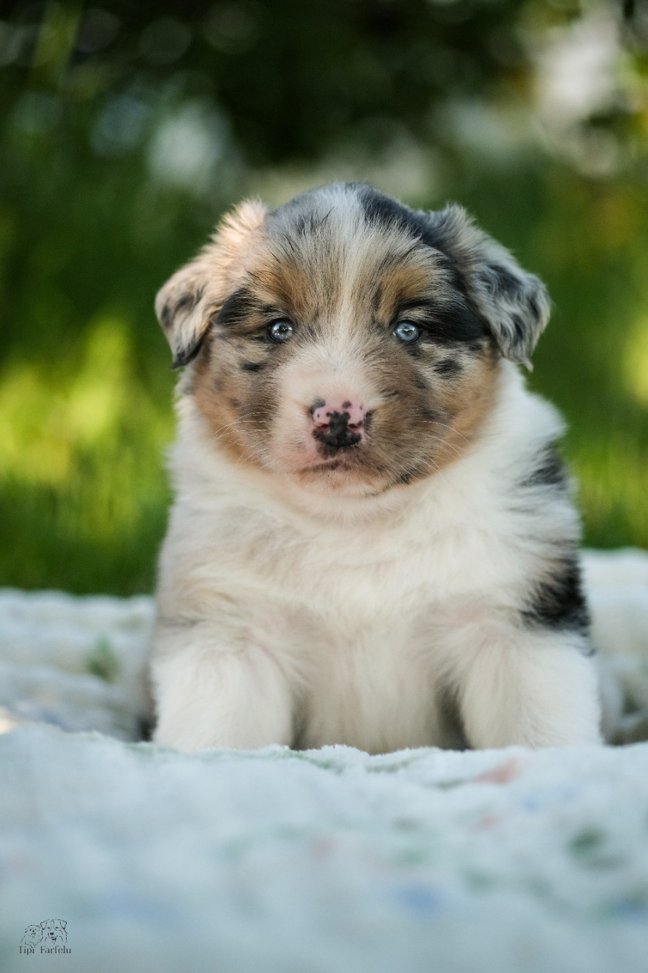 Du Tipi Farfelu - Chiots disponibles - Berger Australien