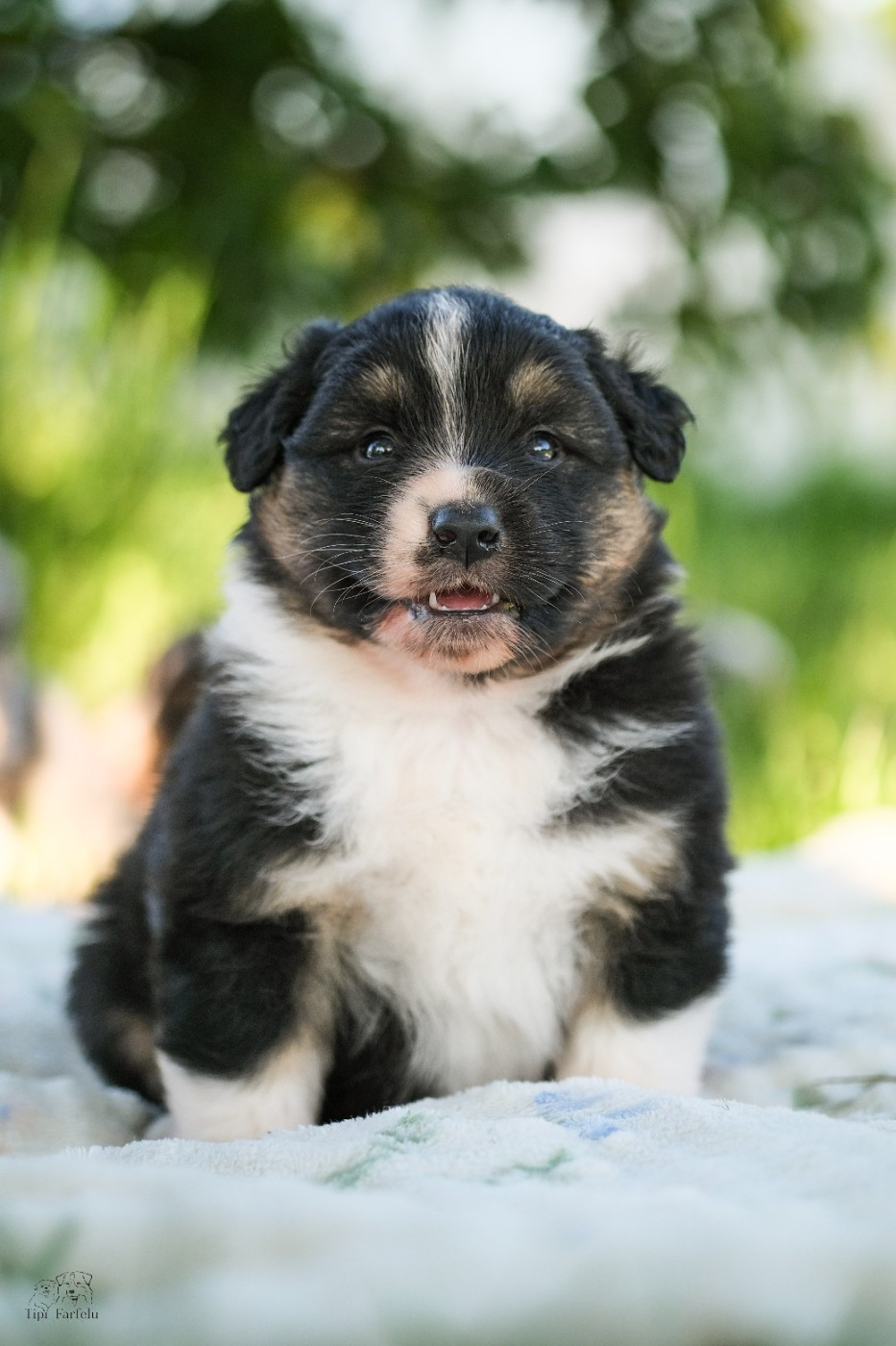 Du Tipi Farfelu - Chiots disponibles - Berger Australien