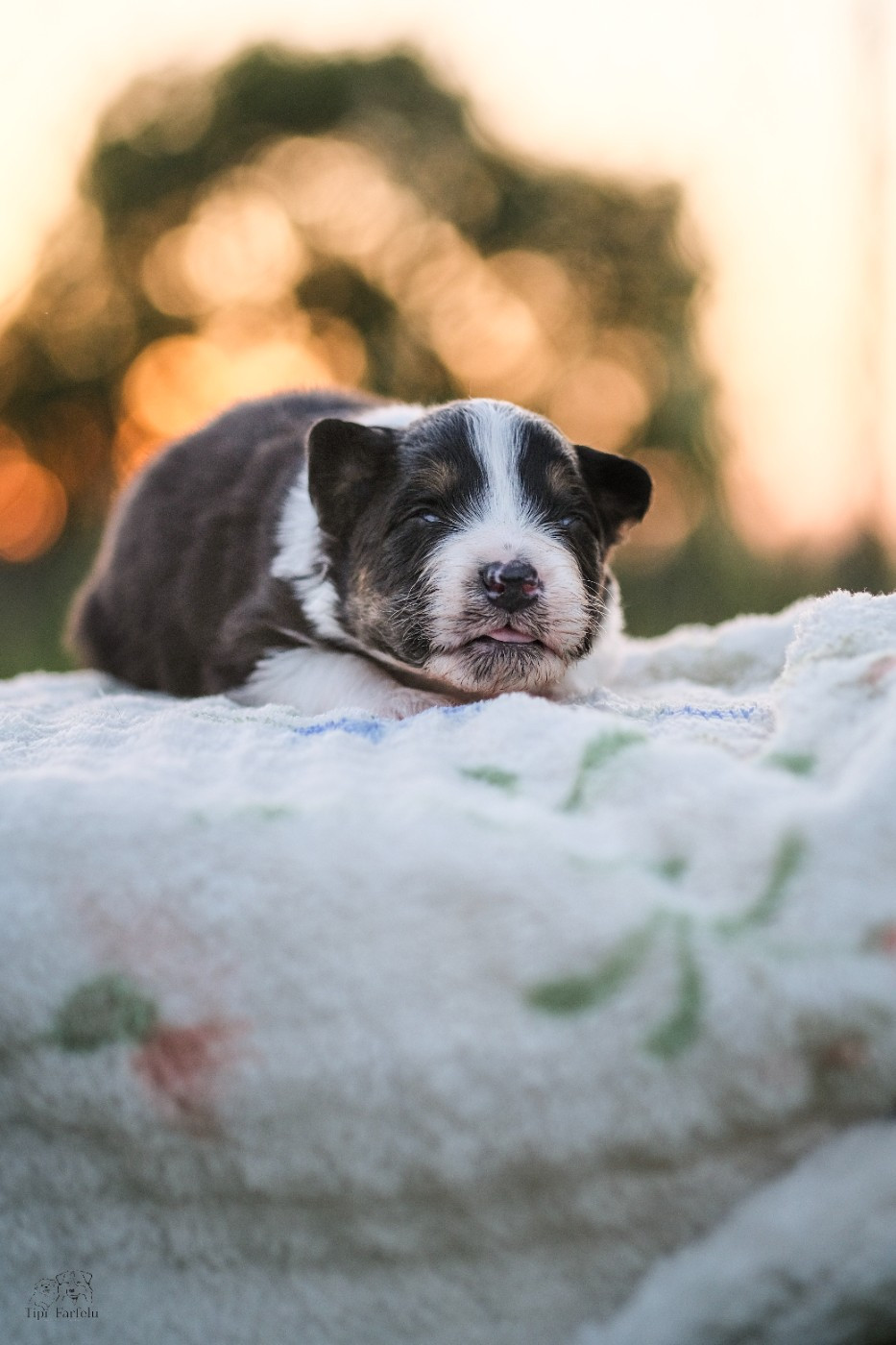 Du Tipi Farfelu - Chiots disponibles - Berger Australien