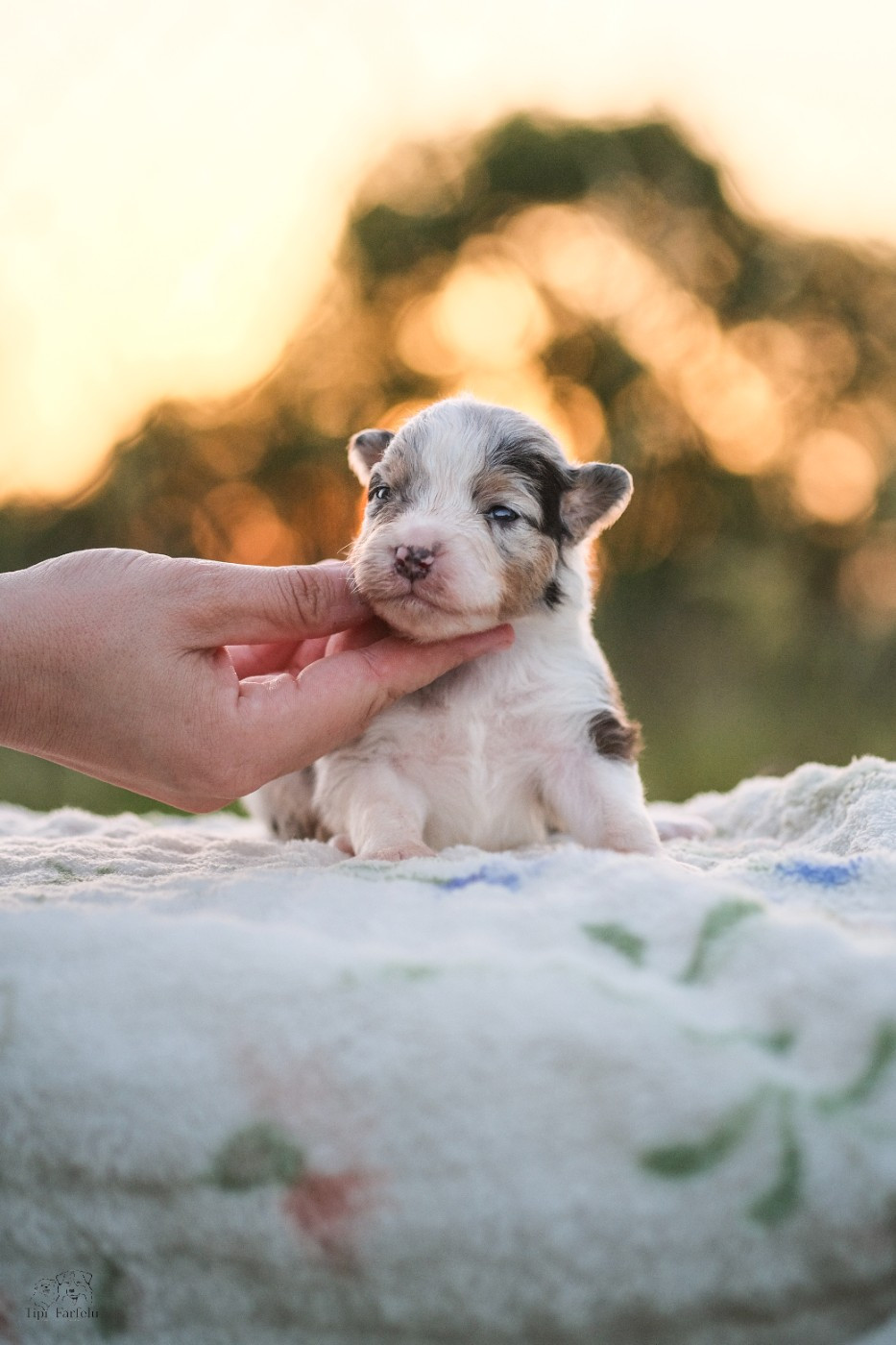 Du Tipi Farfelu - Chiots disponibles - Berger Australien