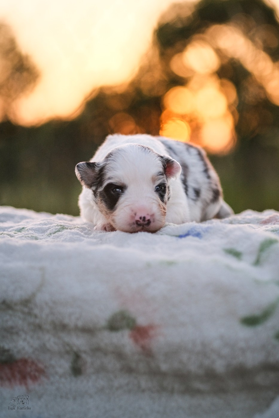 Du Tipi Farfelu - Chiots disponibles - Berger Australien