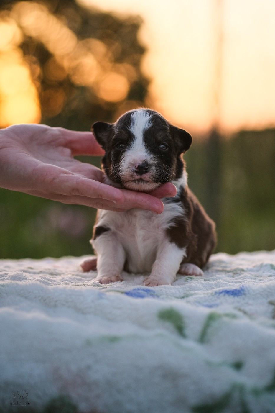 Du Tipi Farfelu - Chiots disponibles - Berger Australien