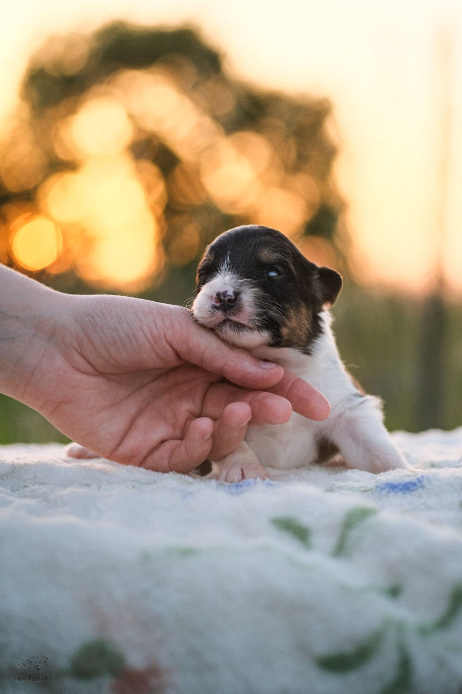 Du Tipi Farfelu - Chiots disponibles - Berger Australien