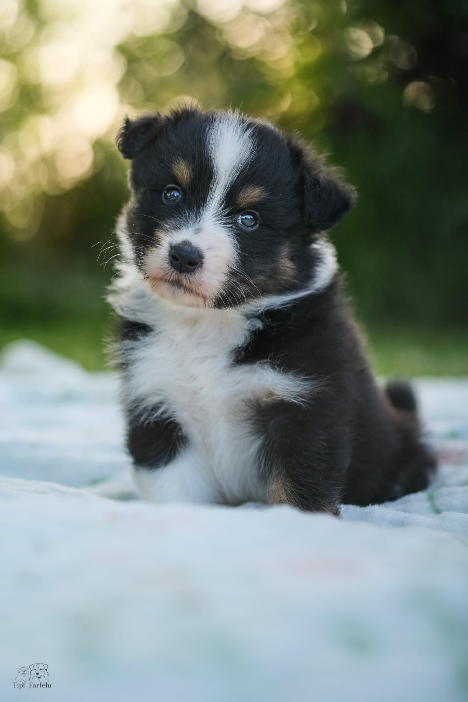 Du Tipi Farfelu - Chiots disponibles - Berger Australien