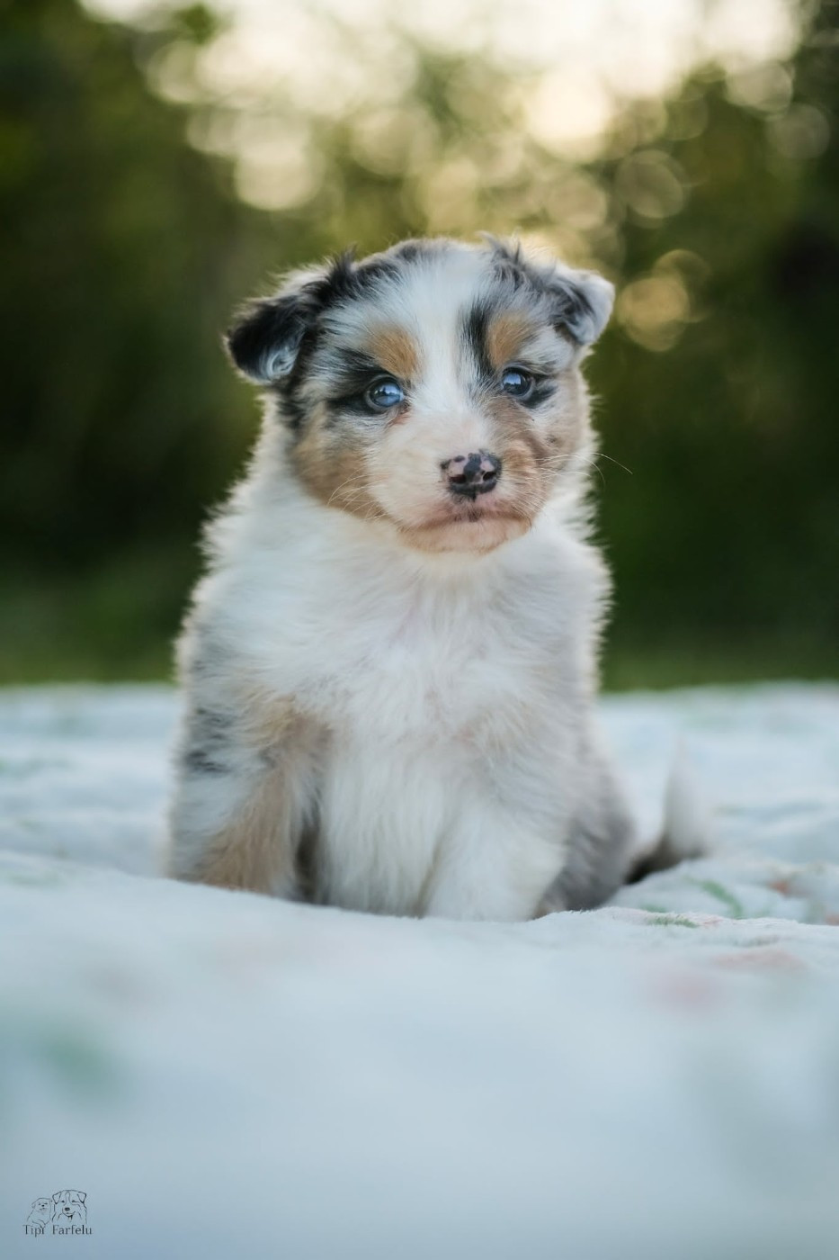 Du Tipi Farfelu - Chiots disponibles - Berger Australien
