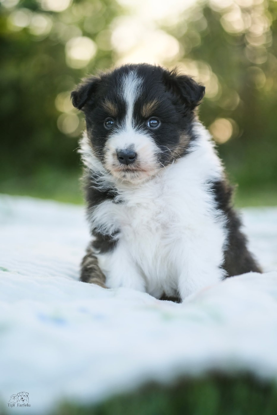 Du Tipi Farfelu - Chiots disponibles - Berger Australien