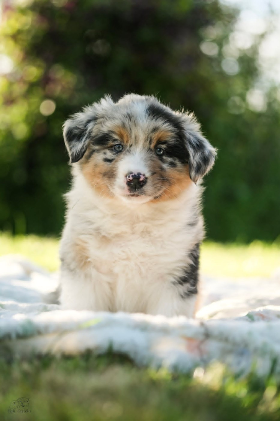 Du Tipi Farfelu - Chiots disponibles - Berger Australien