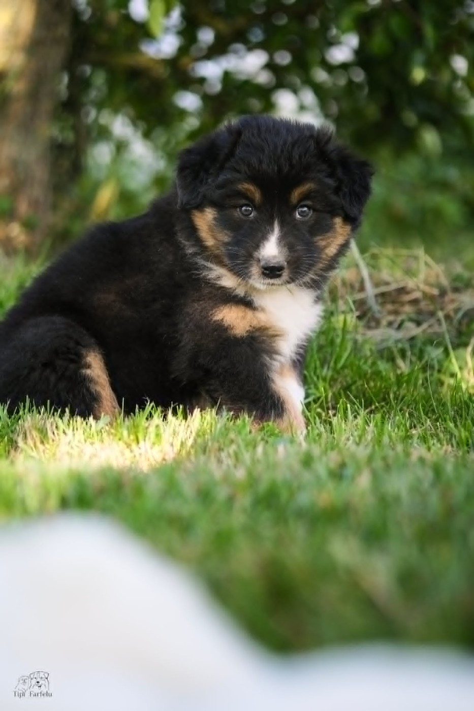 Du Tipi Farfelu - Chiots disponibles - Berger Australien