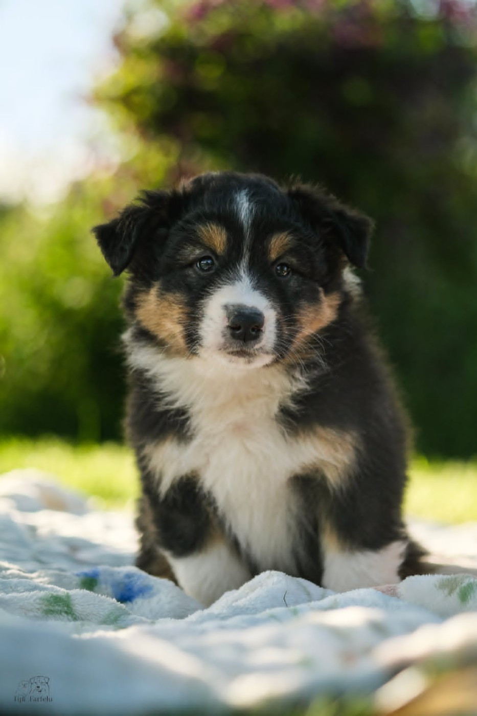 Du Tipi Farfelu - Chiots disponibles - Berger Australien