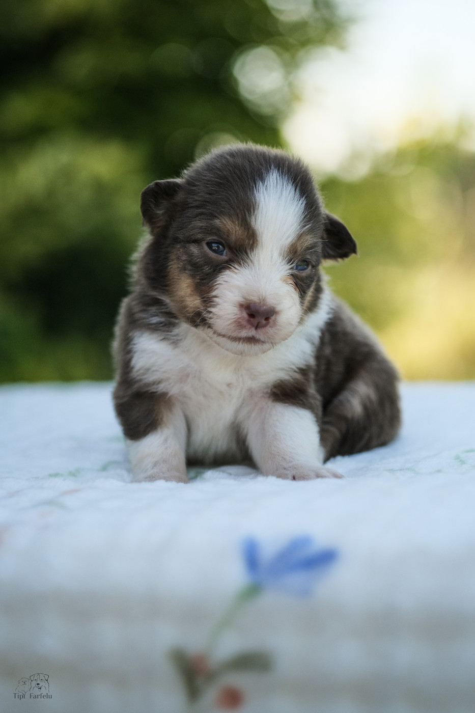 Chiot Berger Australien Du Tipi Farfelu