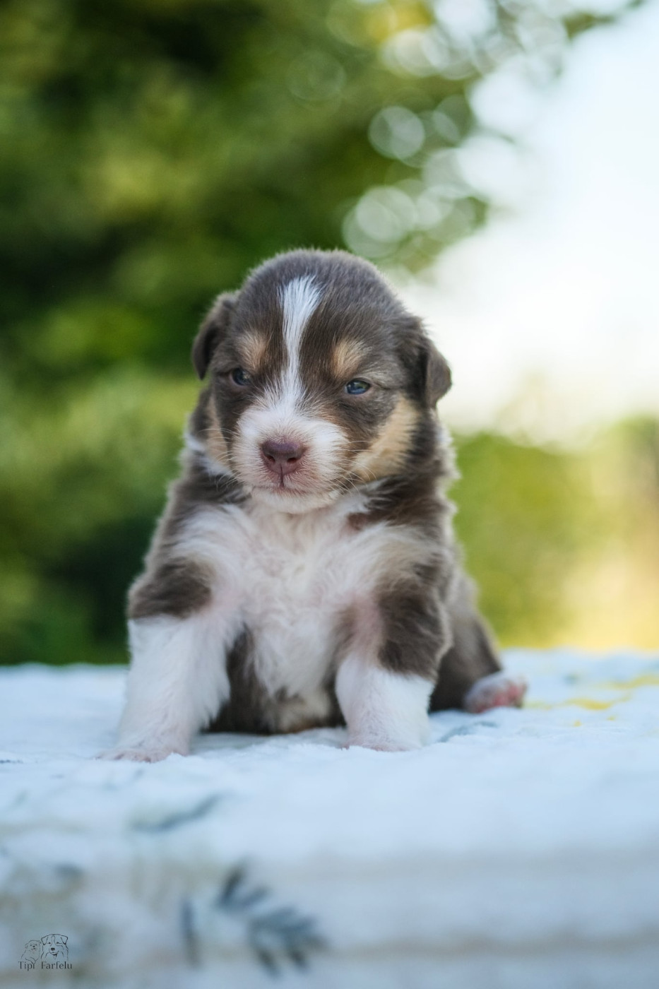 Du Tipi Farfelu - Chiots disponibles - Berger Australien