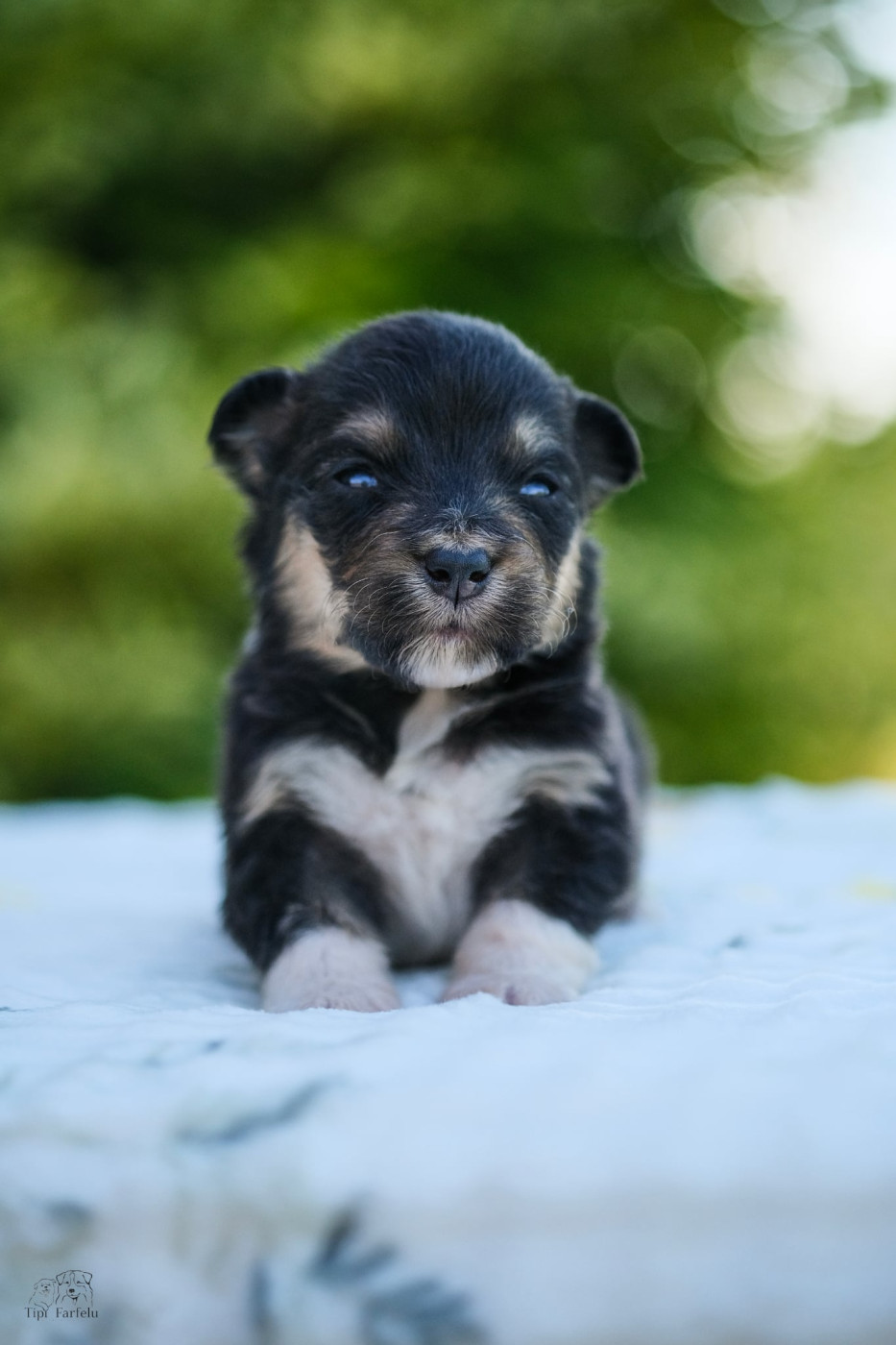 Du Tipi Farfelu - Chiots disponibles - Berger Australien