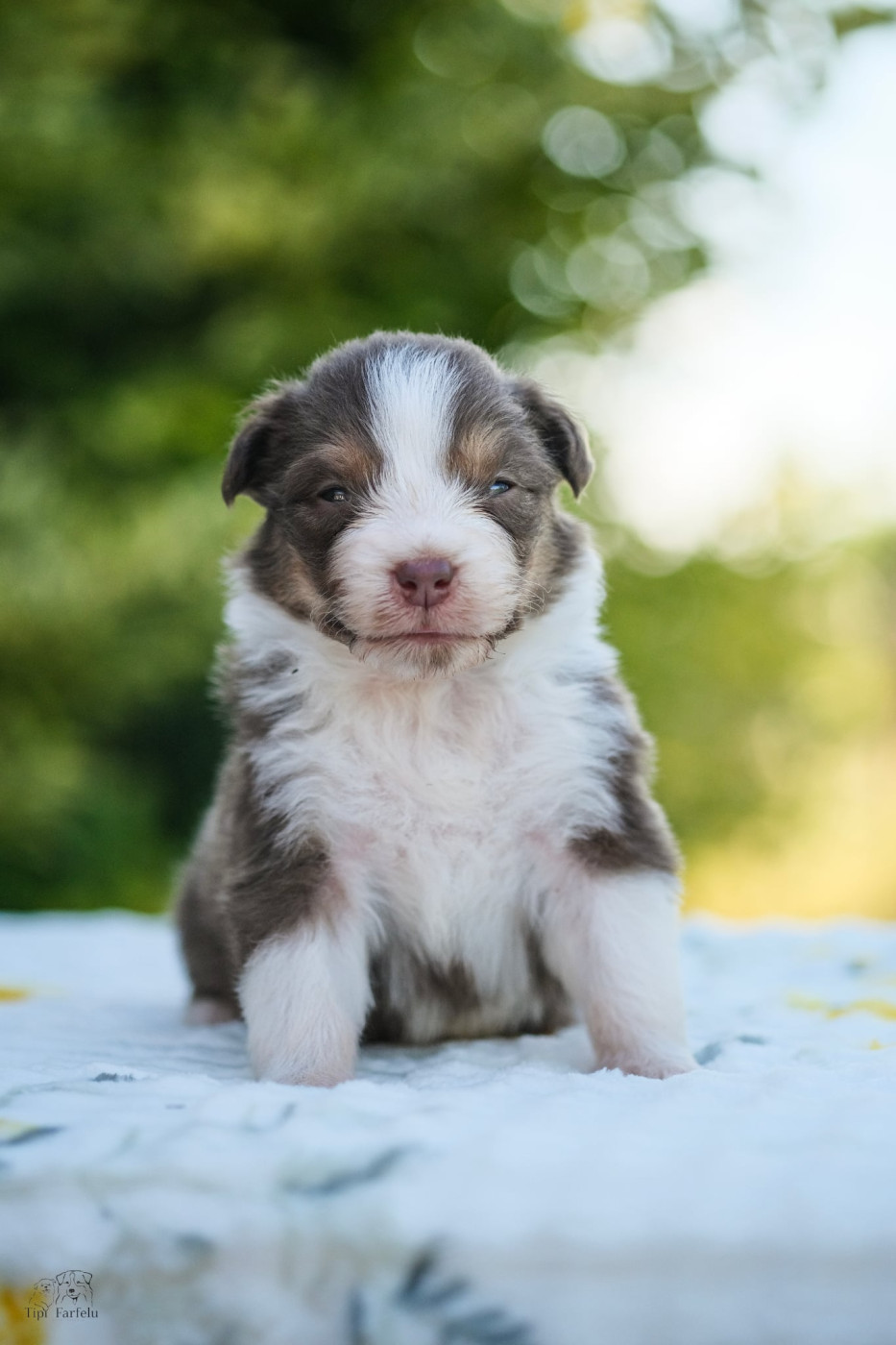 Du Tipi Farfelu - Chiots disponibles - Berger Australien