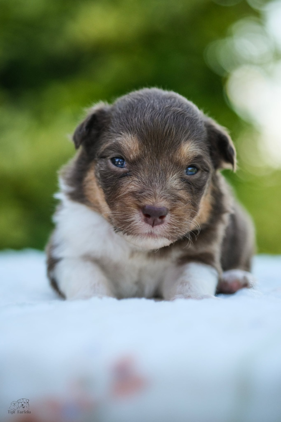 Du Tipi Farfelu - Chiots disponibles - Berger Australien