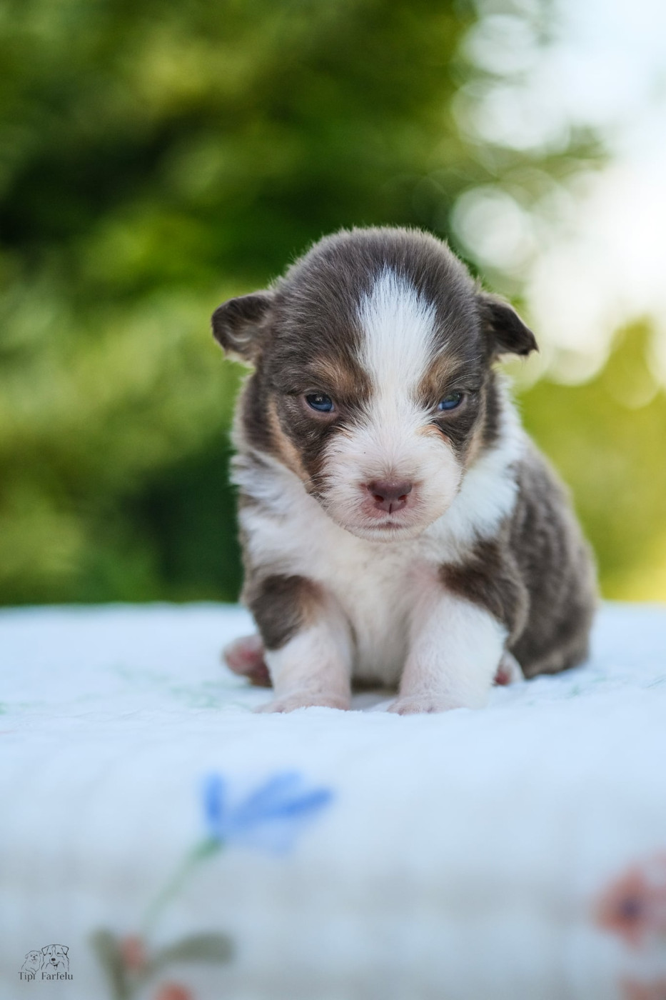 Du Tipi Farfelu - Chiots disponibles - Berger Australien