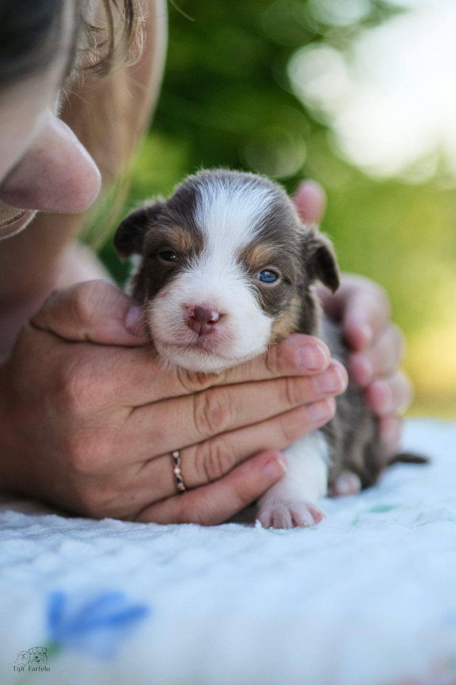Du Tipi Farfelu - Chiots disponibles - Berger Australien