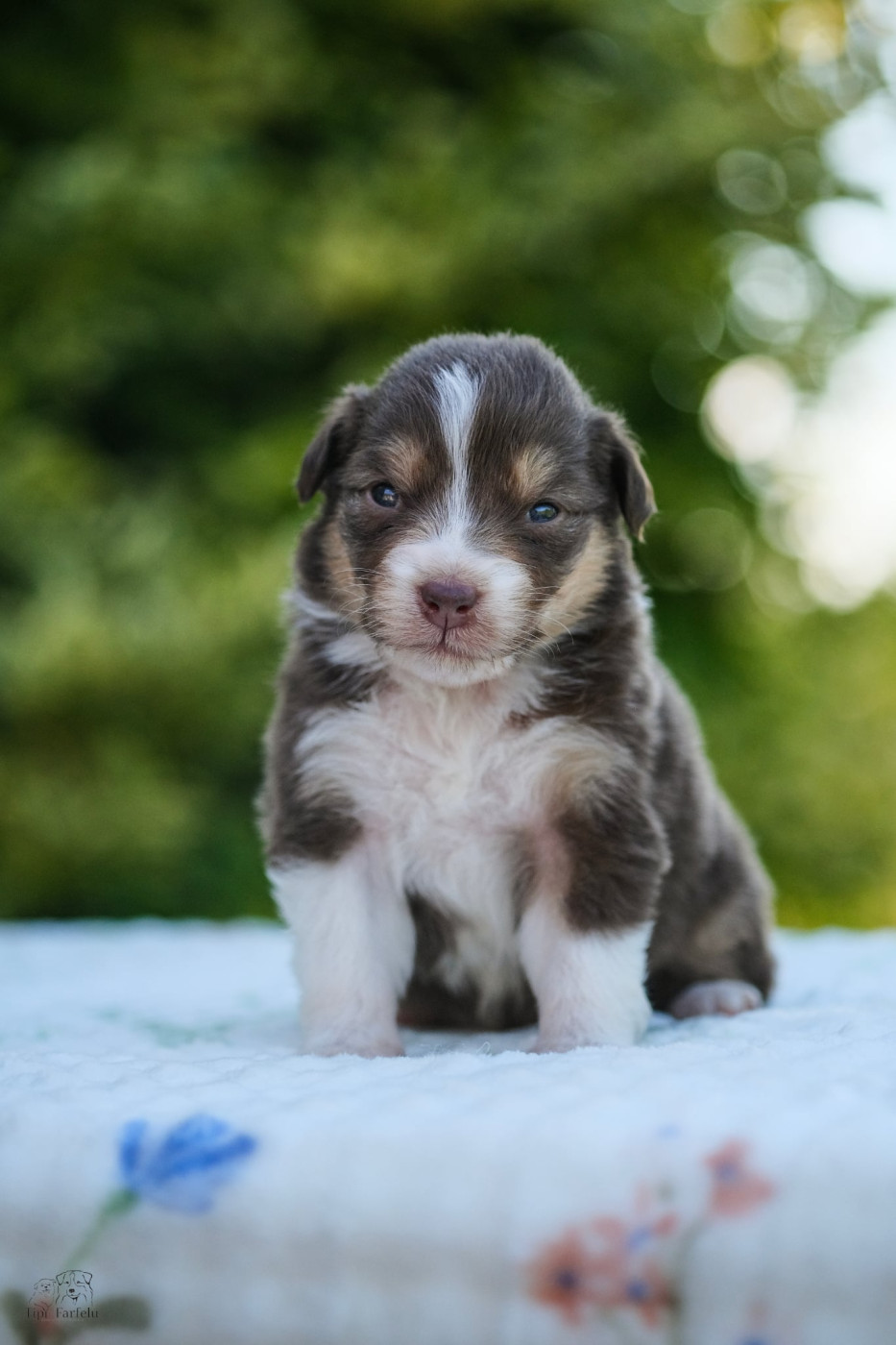 Du Tipi Farfelu - Chiots disponibles - Berger Australien
