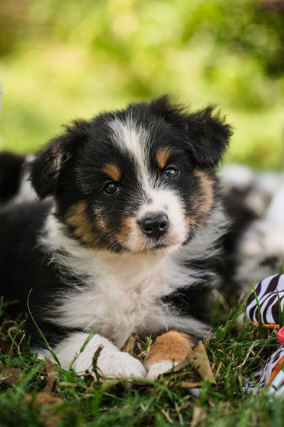 Du Tipi Farfelu - Chiots disponibles - Berger Australien