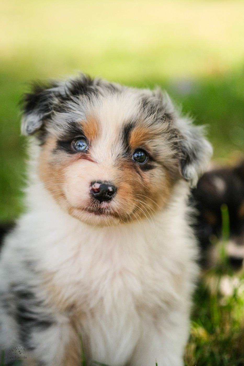 Du Tipi Farfelu - Chiots disponibles - Berger Australien