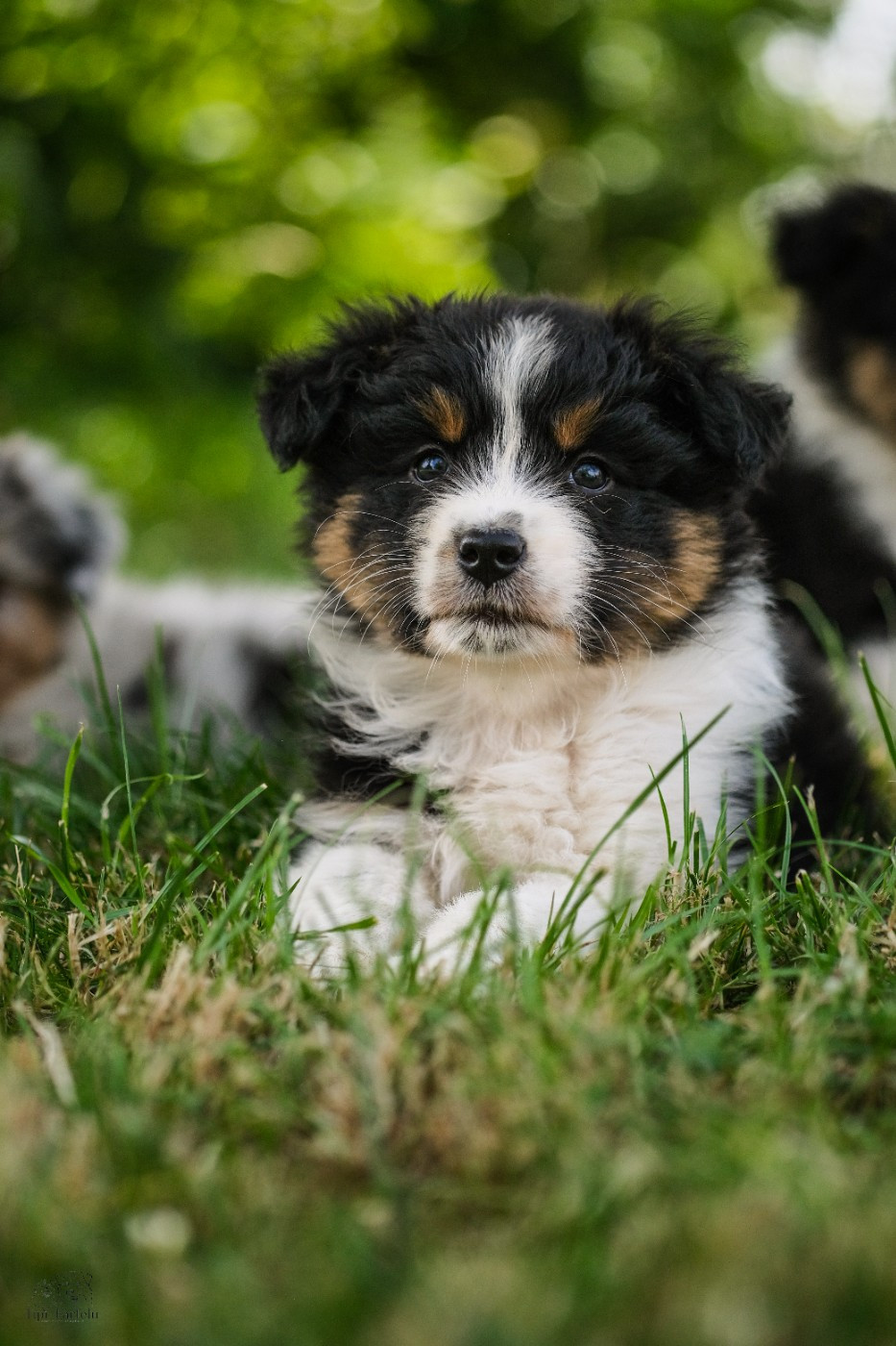 Du Tipi Farfelu - Chiots disponibles - Berger Australien