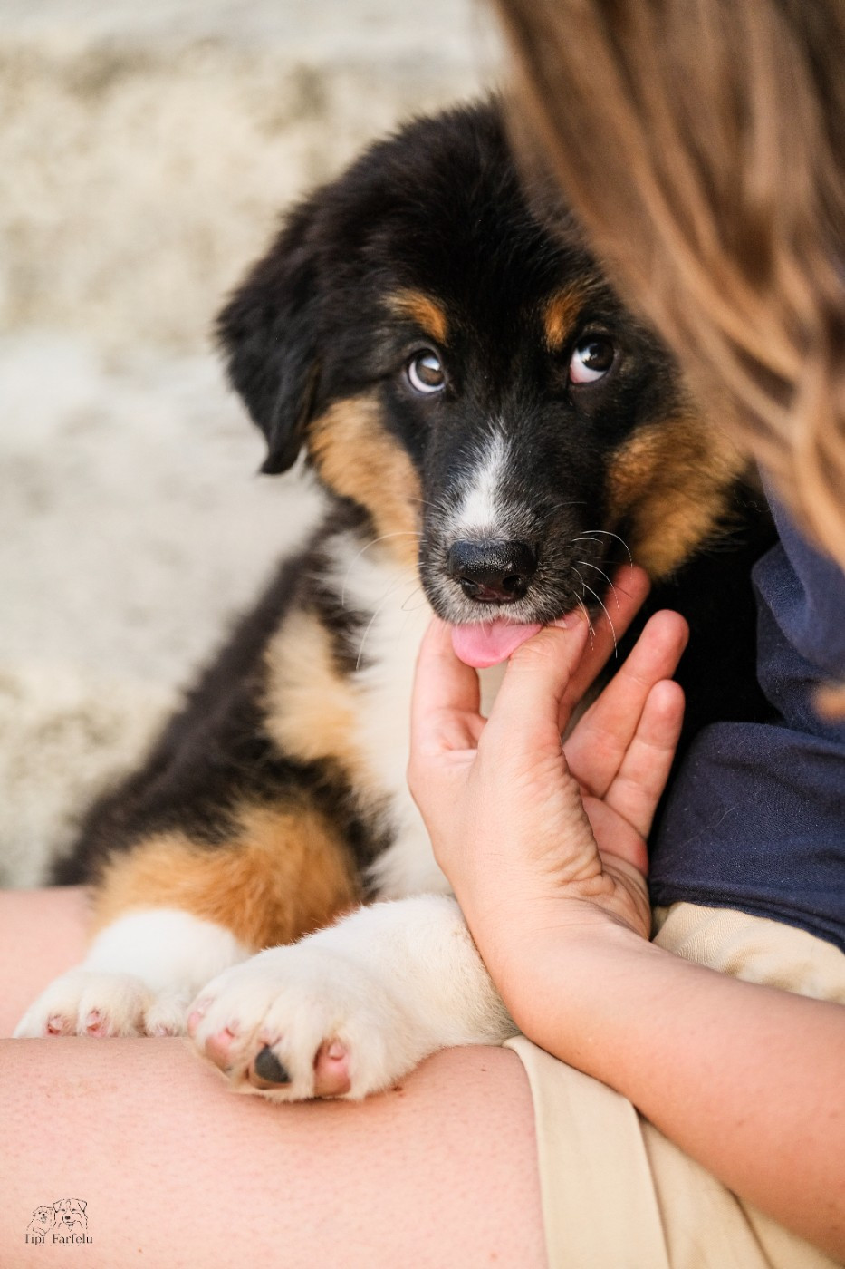 Du Tipi Farfelu - Chiots disponibles - Berger Australien